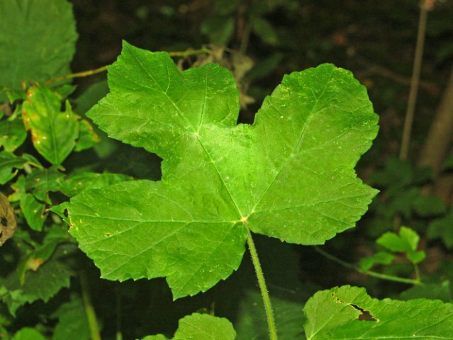 Heracleum sphondylium / Panace comune